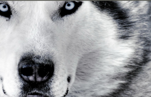 Screen Shot 2015-03-11 at 10.32.51 PM